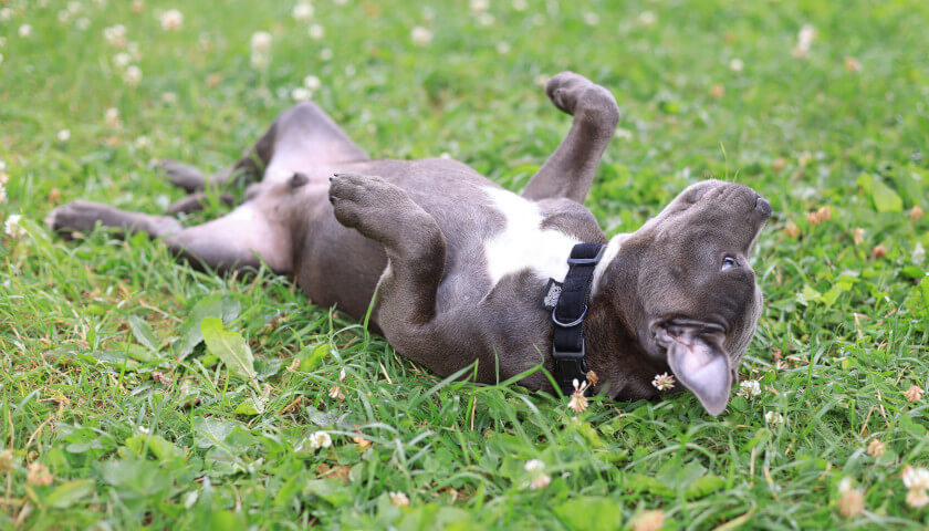 5 Ways to Improve Your Dog's Gut Health