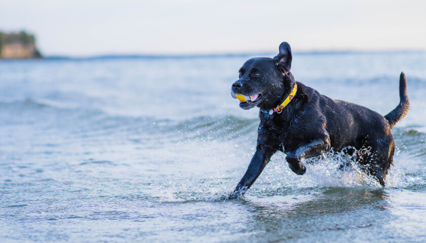 How Omega-3 Helps Dogs
