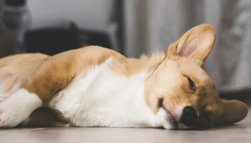 How calming supplements work for dogs