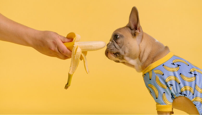 How multivitamins work for dogs