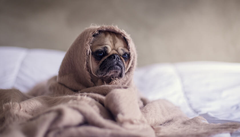 How to Improve Your Dog's Immune System