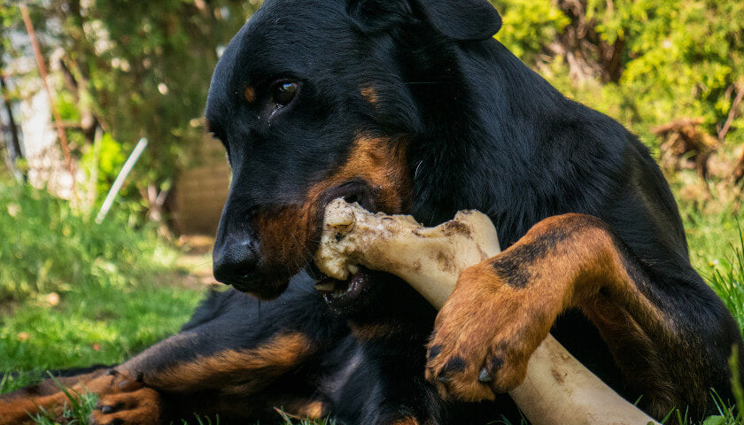 Is Bone Broth Healthy for Dogs