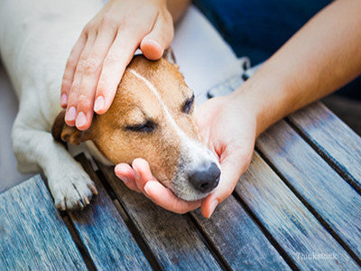 What Are the Top Diseases Dogs Suffer From?