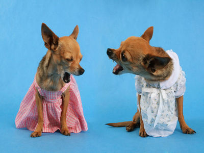 Why Does Your Dog Bark?