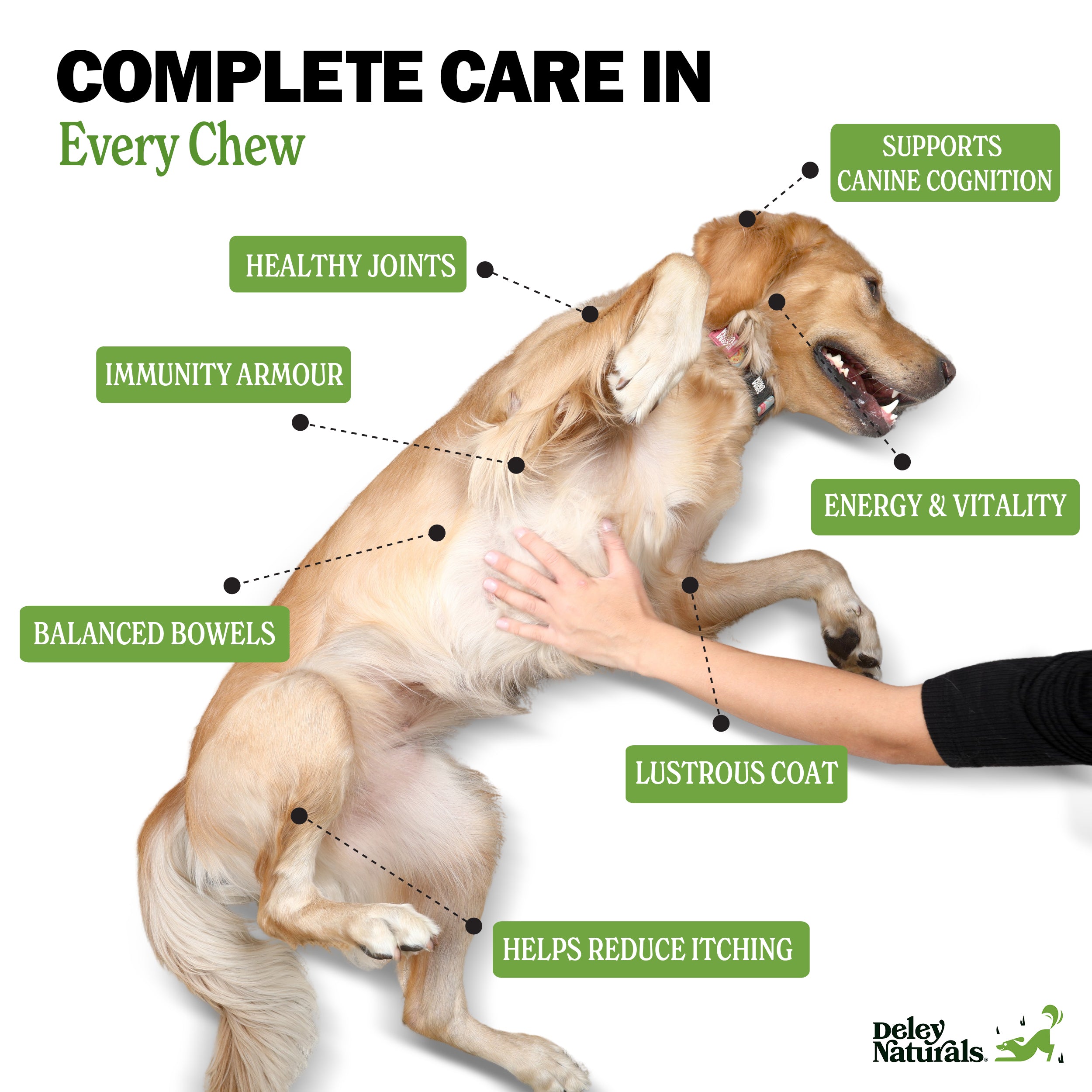 Dog being petted with health benefits highlighted in green text.