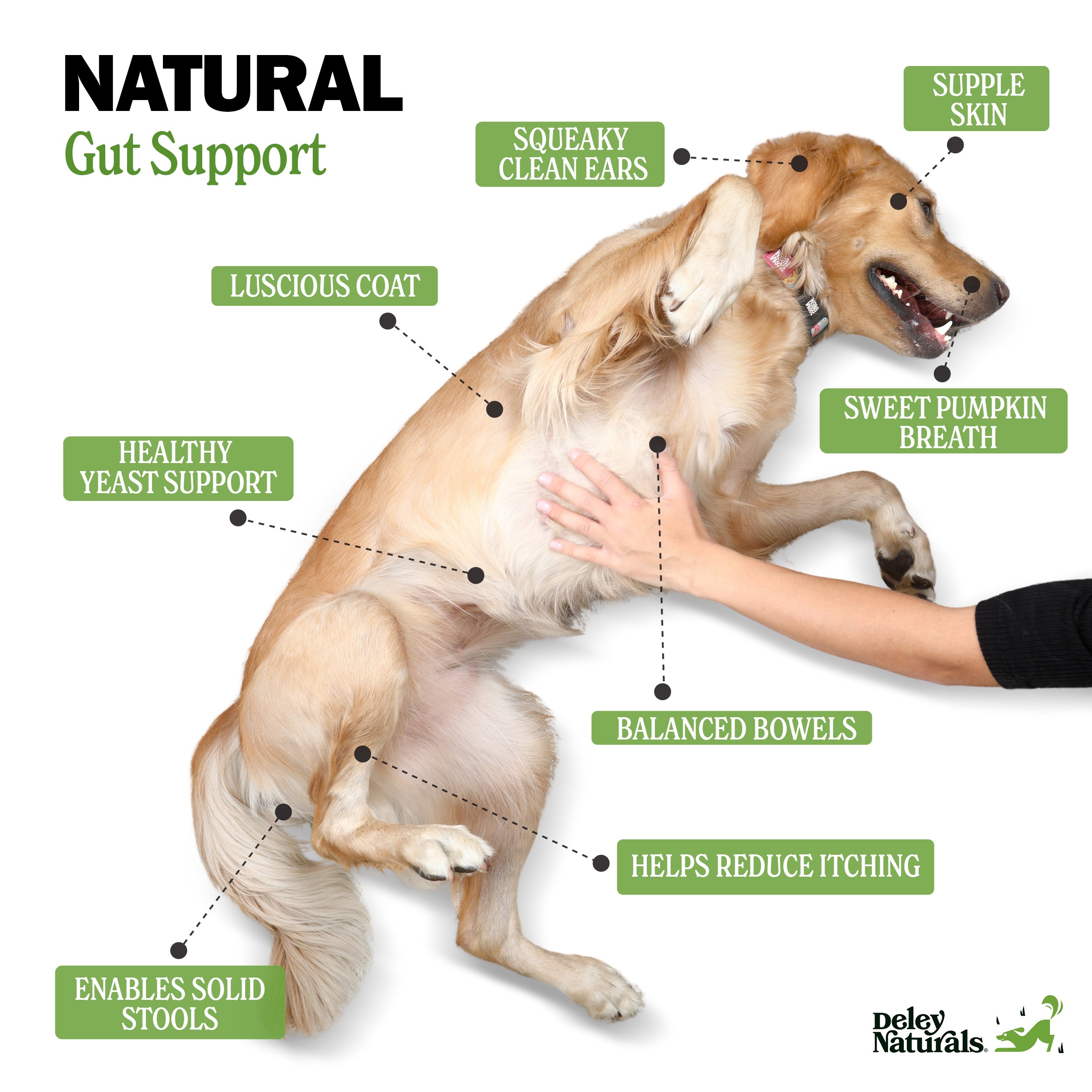 Probiotic Supplement for Dogs