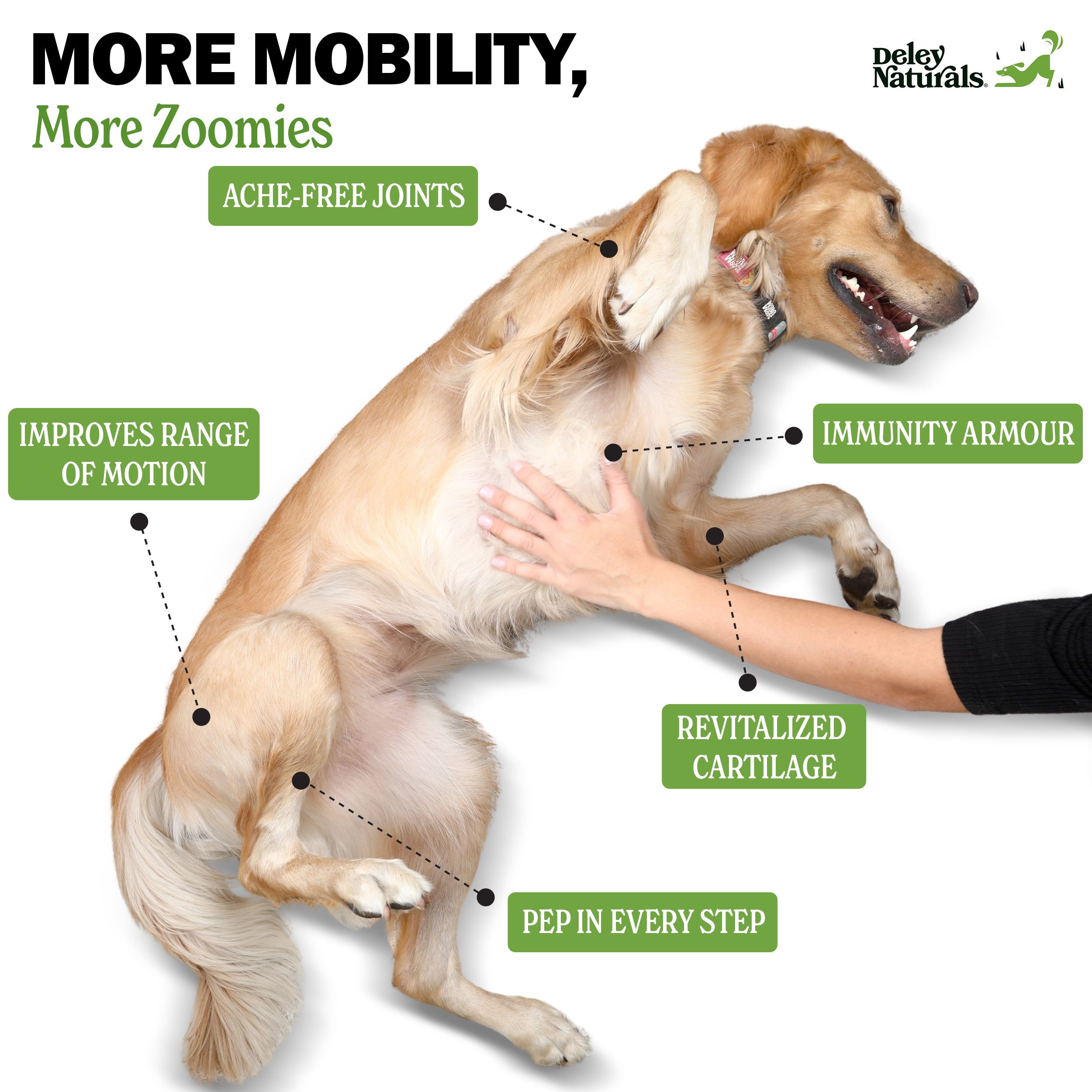 Dog being petted with health benefits highlighted in green text.