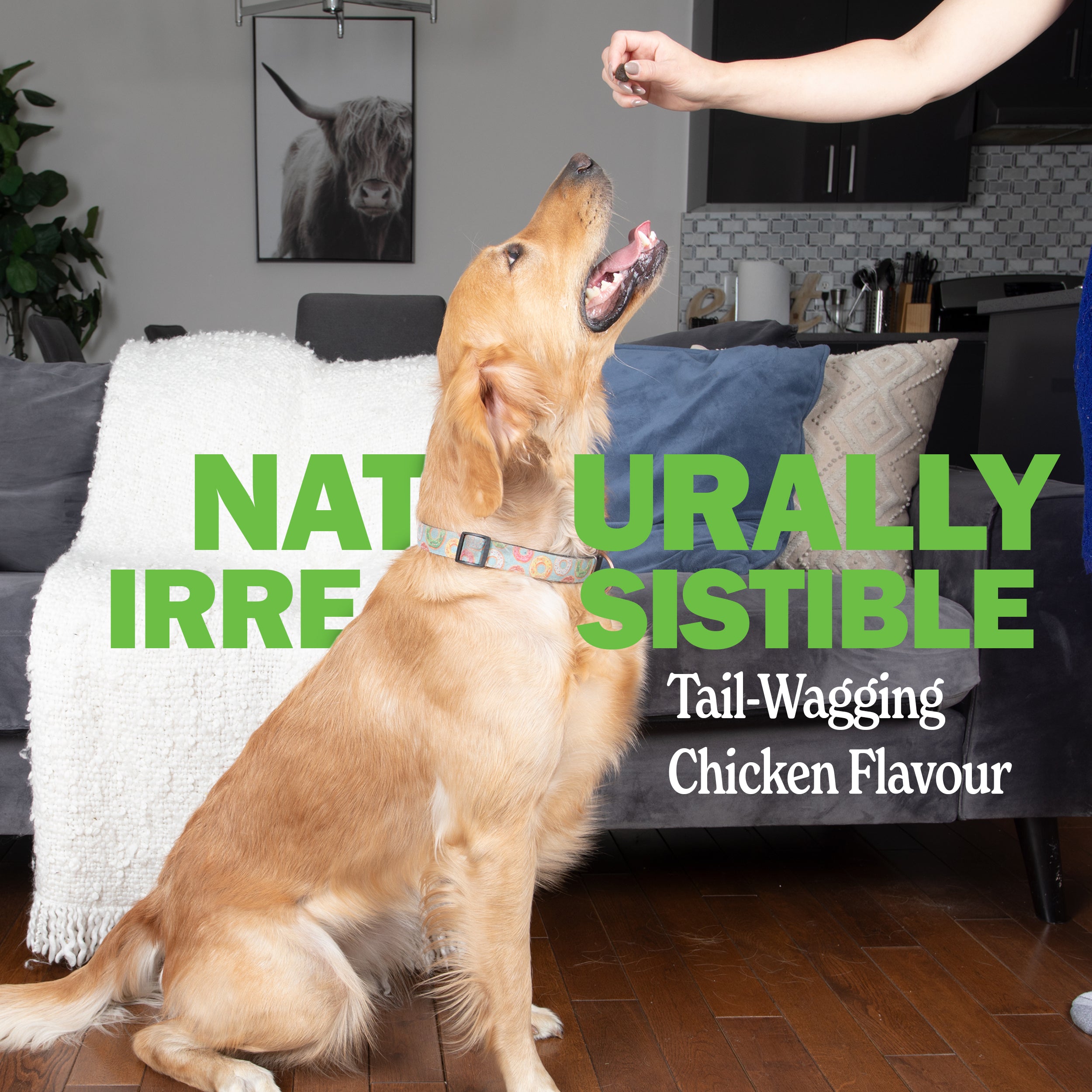 Dog sitting in a living room with text overlay about natural irresistible dog treats.