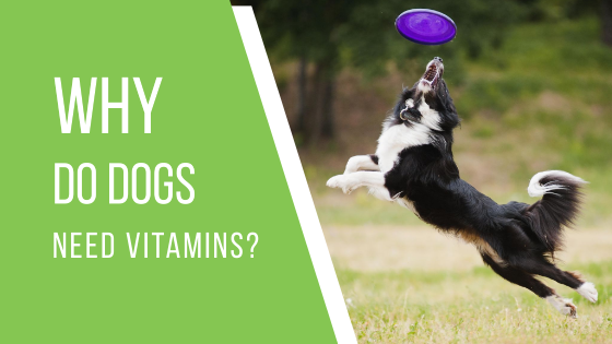 Why do dogs need vitamins?