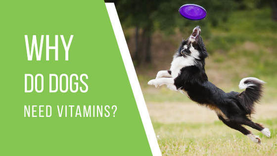 Why Do Dogs Need Vitamins?