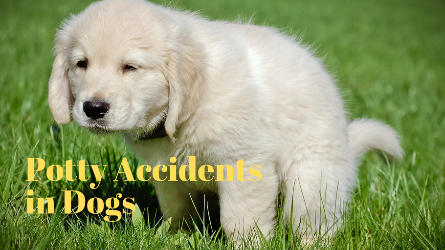 Potty Accidents In Dogs