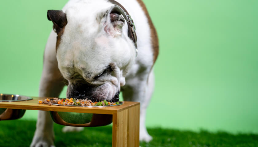 How Probiotics Work For Dogs