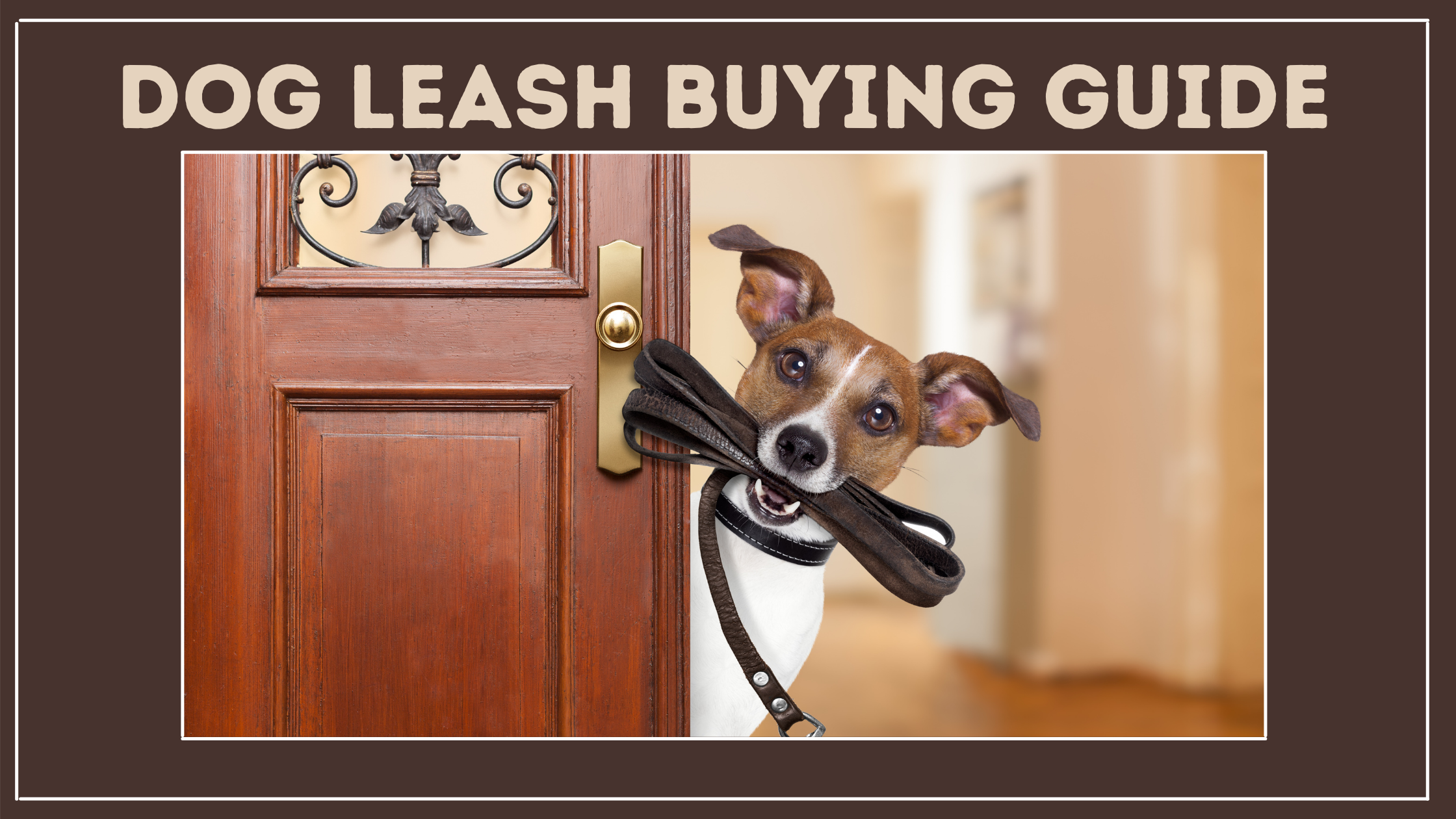Dog Leash Buying Guide