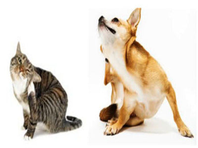 Keeping Your Pets Free From Fleas - The Natural Way