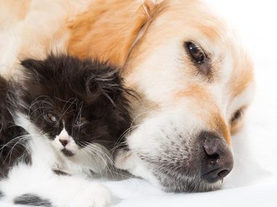 How Dogs and Cats Sometimes Behave Under the Same Roof