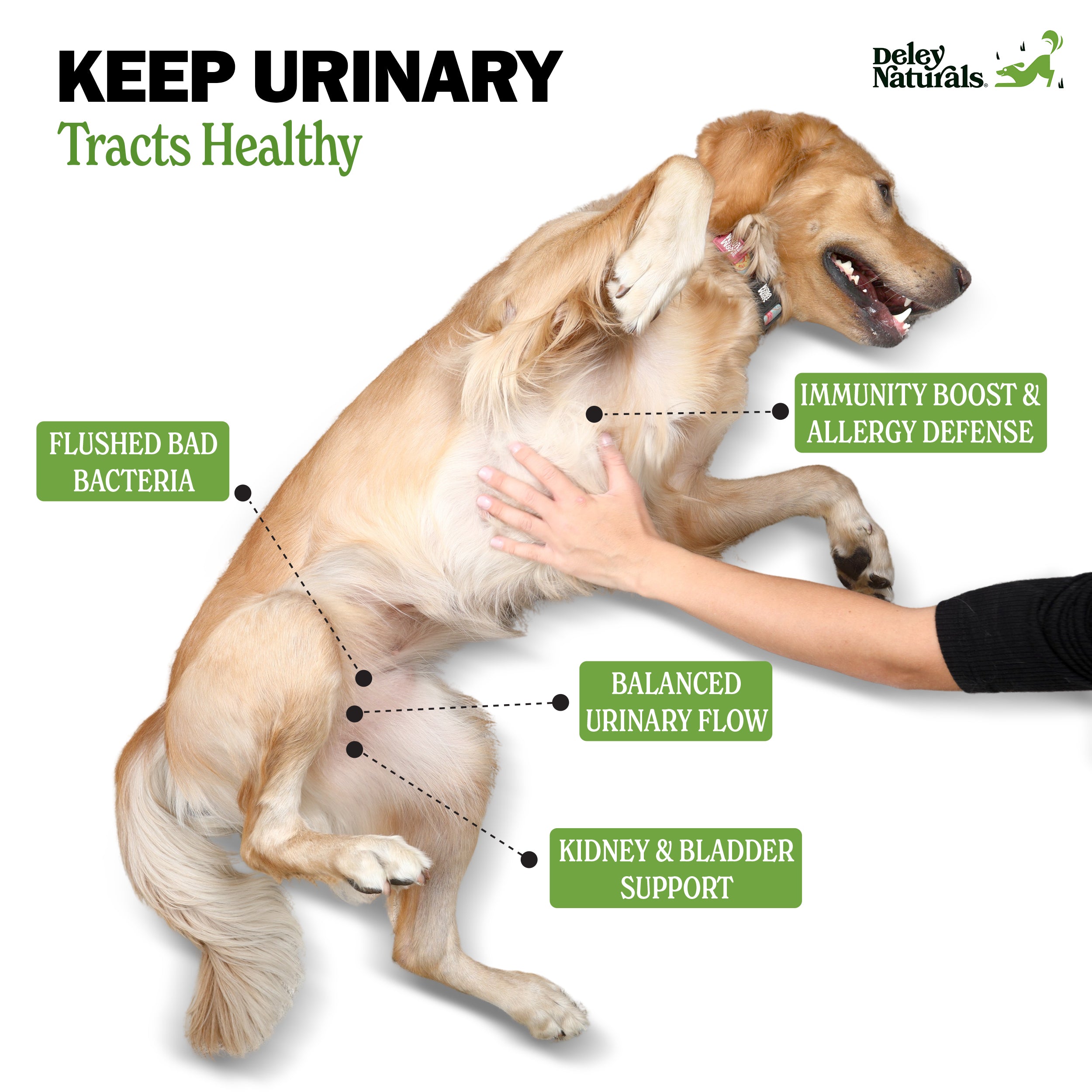 Urinary Tract Supplement for Dogs